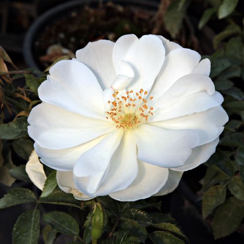Rosen Online Shop - bodendecker rosen  - weiß - Rosa White Flower Carpet - stark duftend - Werner Noack - -
